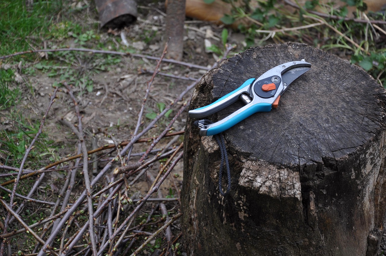 Discover the Health Benefits of Tree Pruning on Wellbeing