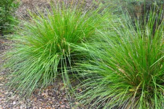 Landscaping with Ornamental Grasses