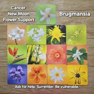 New Moon in Cancer + Gene Key 52 + Brugmansia