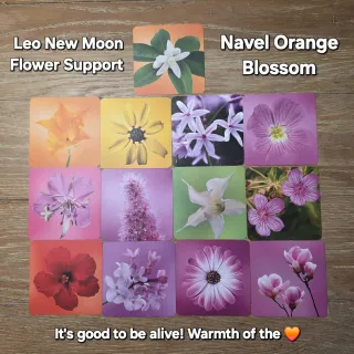 Leo New Moon + Navel Orange Blossom + Gene Key 31