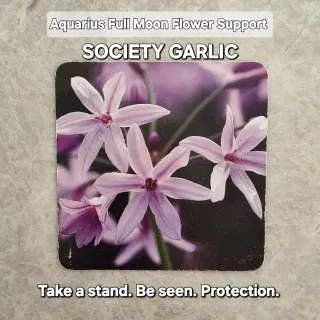 Aquarius Full Moon + Gene Key 7 & 13 + Society Garlic