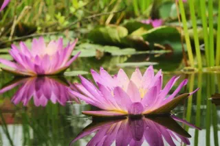 Meaning of the Lotus Flower