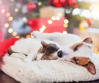Chaos To Calm - How To Teach Your Dog To Settle