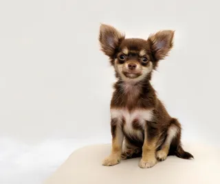 Did You Regret Getting Your Puppy?