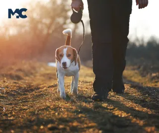 How Much Choice Do We Give Our Dogs?