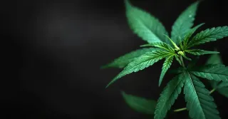 5-Minute Guide to Automotive Fleet Safety Management - New Marijuana Laws Have Resulted in More Highway Deaths.