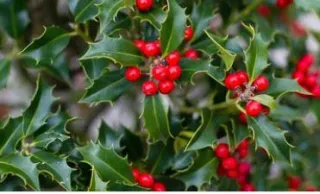 Oh, Holly Day!! A Merry Witchmas and a Happy Christmas to All!!