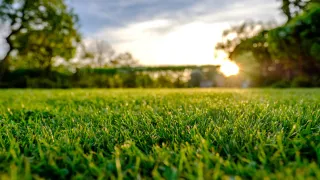 How Much Water Does My Yard Actually Need?