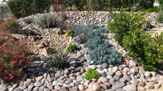 The Beginner's Guide to Xeriscaping: Creating a Low-Water Landscape