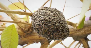 Safe Bee Removal: What Homeowners in Cape Coral Should Know