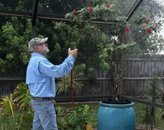 How to Protect Your Lawn from Grub & Chinch Bug Damage in Fort Myers