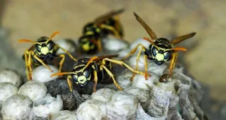 Wasp vs Hornet Infestations: What Fort Myers Residents Must Do