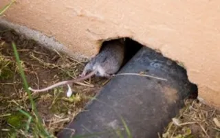 How to Keep Rodents Out After a Hurricane in Lee County, FL