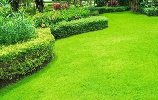 Lawn Care Tips for Post-Hurricane Recovery in Cape Coral, FL