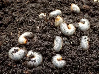 White Grub Control: Tips for protecting your lawn in Cape Coral & Fort Myers