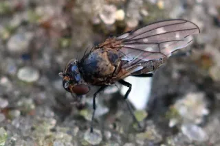 Fungus Gnats in Florida: The Unwanted Side Effect of Hurricane Ian