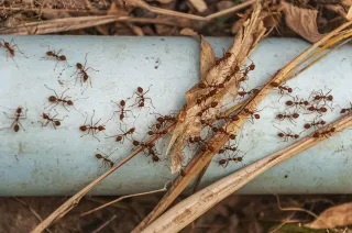 Why Ghost Ants Keep Returning & How to Stop Them in Fort Myers