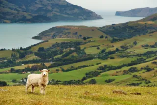 Gluten-Free Travel: New Zealand vs. Singapore Trip Report