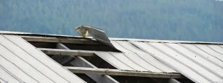 Techniques to Prevent Wind Damage to Your Roof