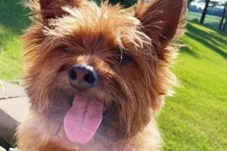 Dog of the Month: December 2022