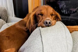 Dog of the Month: November 2022