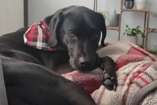 Dog of the Month: October 2022