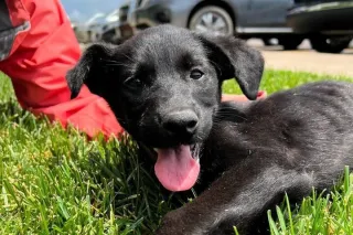 First time dog Mom