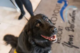 Be the Person your Dog Thinks You Are