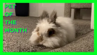 Pet of the Month: March 2024