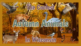 Autumn’s Coolest Animals: Critters You Might Spot This Fall