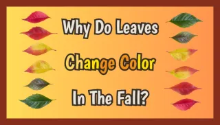 Why Do Leaves Change Color in the Fall? Fun Facts for Kids