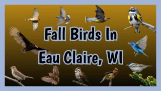 Fall Birds You Can Spot in Eau Claire