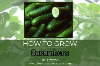 How to grow cucumbers in small spaces