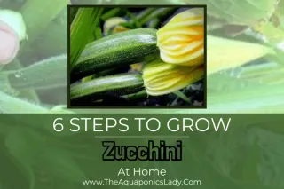 6 steps to growing zucchini in pots