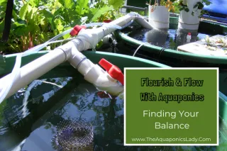 Flow and Flourish With Aquaponics