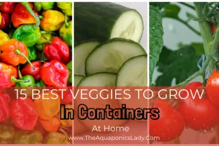 15 best veggies to grow in containers