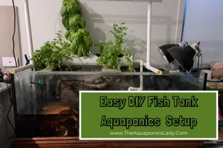 Easy DIY Fish Tank Aquaponics Setup