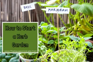 How to Start a Herb Garden