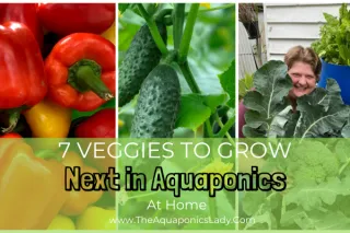 7 of the Best Vegetables for Aquaponics (And How to Care for Them)