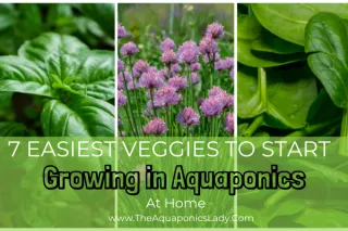 7 Easiest Vegetables to Start Growing in Your Aquaponics System