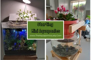 Mini Aquaponics for Beginners: Tips for Small-Scale Success
