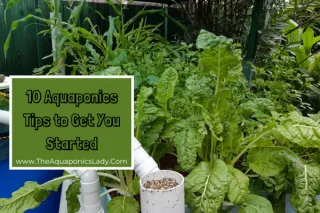 Top 10 Aquaponics Tips to Get You Started