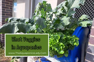 What Veggies Can You Grow in Aquaponics? A Comprehensive Guide