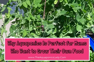Why Aquaponics Is Perfect for Mums Who Want to Grow Their Own Food