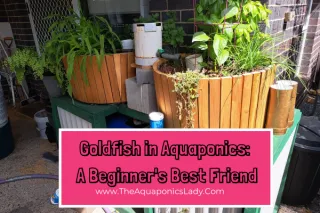 Goldfish in Aquaponics: Easy, Low-Maintenance Fish for Beginners