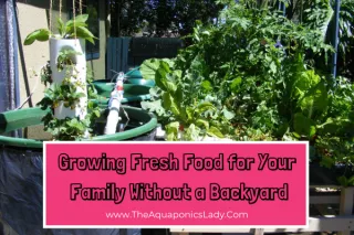 How to Grow Fresh Food at Home Without a Backyard (Using Aquaponics!)