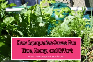 Save Time, Money & Effort with Aquaponics | Gardening Made Easy