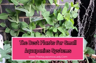 Best Beginner Plants for Small Aquaponics Systems | Easy Picks for Fast Growth