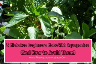 5 Mistakes Beginners Make With Aquaponics (And How to Avoid Them)