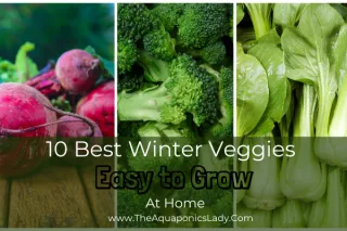 10 Best Winter Vegetables for Aquaponics Systems That Are Easy to Grow